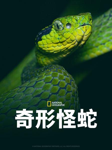 911爆料《奇形怪蛇》免费在线观看